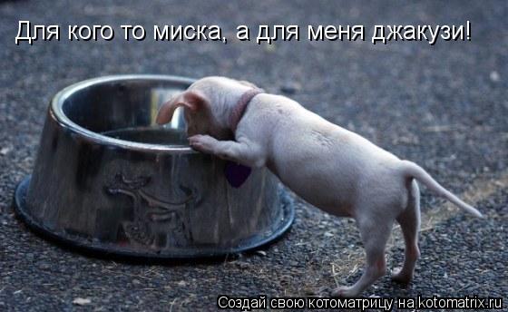 Котоматрица: Для кого то миска, а для меня джакузи!
