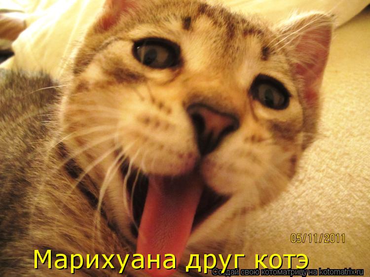 Котоматрица: Марихуана друг котэ