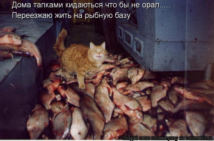 Котоматрица: Дома тапками кидаються что бы не орал..... Переезжаю жить на рыбную базу