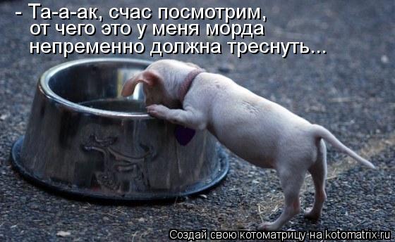 Котоматрица: - Та-а-ак, счас посмотрим,  от чего это у меня морда непременно должна треснуть...