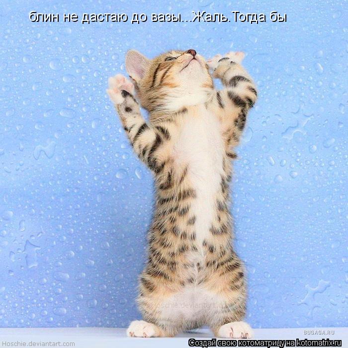 Котоматрица: блин не дастаю до вазы...Жаль.Тогда бы