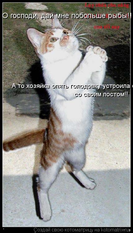 Котоматрица: О господи, дай мне побольше рыбы!!! А то хозяйка опять голодовку устроила со своим постом!!  А то хозяйка опять голодовку устроила со своим по
