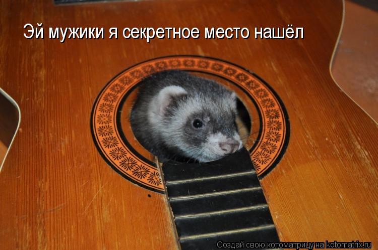 Котоматрица: Эй мужики я секретное место нашёл