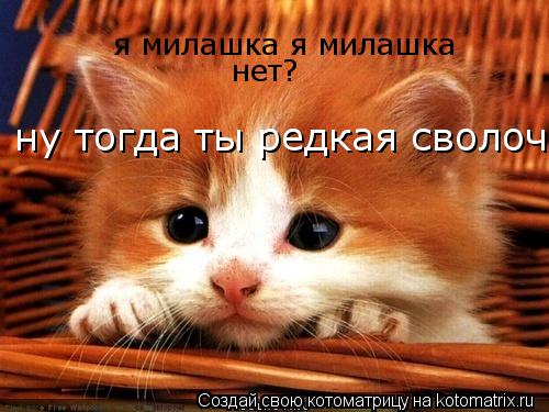 я милашка я милашка нет? ну тогда ты редкая сволоч... Котоматрица: я милашка я милашка нет? ну тогда ты редкая сволоч