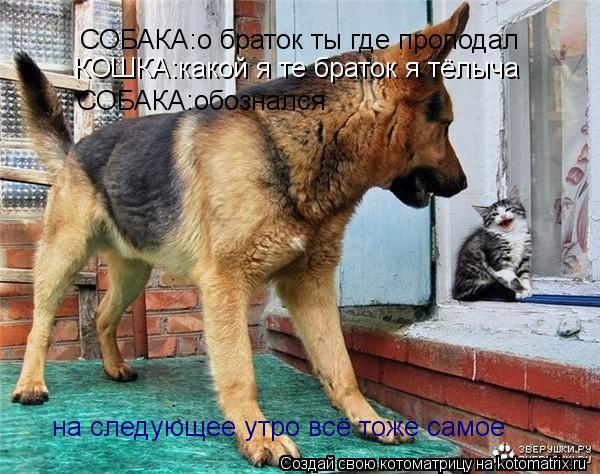 СОБАКА:о браток ты где проподал КОШКА:какой я те браток я тёлыча СОБАКА:обознался на следующее утро в... Котоматрица: СОБАКА:о браток ты где проподал КОШКА:какой я те браток я тёлыча СОБАКА:обознался на следующее утро всё тоже самое