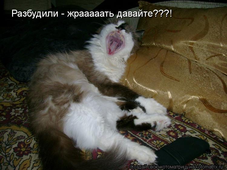 Разбудили - жрааааать давайте???!... Котоматрица: Разбудили - жрааааать давайте???!