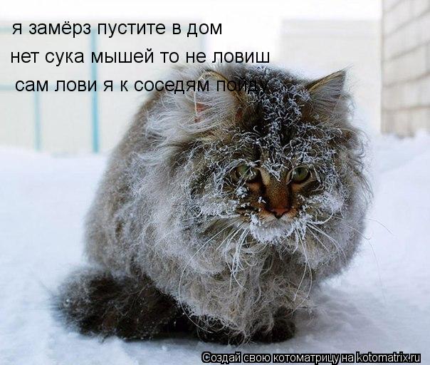 я замёрз пустите в дом нет сука мышей то не ловиш сам лови я к соседям пойду... Котоматрица: я замёрз пустите в дом нет сука мышей то не ловиш сам лови я к соседям пойду