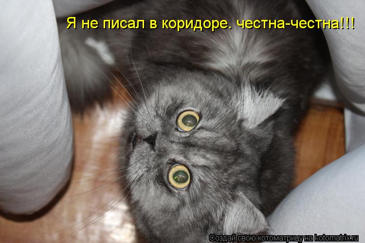 Я не писал в коридоре. честна-честна!!!... Котоматрица: Я не писал в коридоре. честна-честна!!!