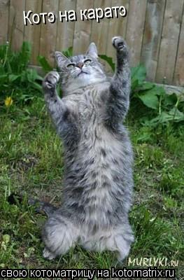 Котэ на каратэ... Котоматрица: Котэ на каратэ