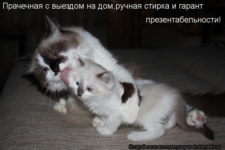 Прачечная с выездом на дом,ручная стирка и гарант презентабельности!... Котоматрица: Прачечная с выездом на дом,ручная стирка и гарант презентабельности!