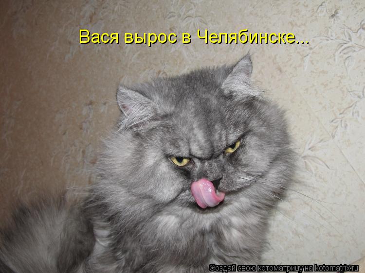 Вася вырос в Челябинске...... Котоматрица: Вася вырос в Челябинске...