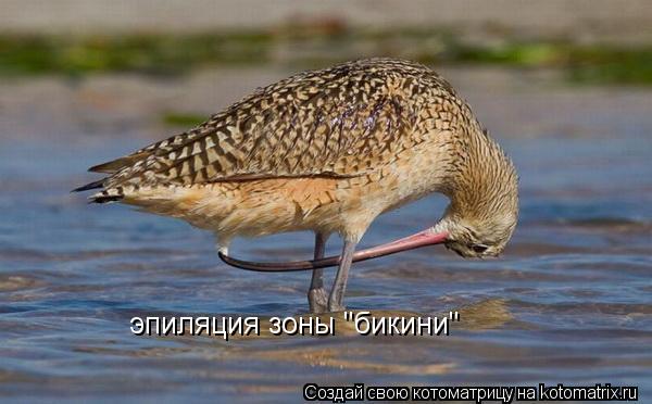 эпиляция зоны "бикини"... Котоматрица: эпиляция зоны "бикини"