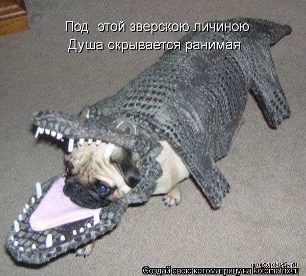 Под этой зверскою личиною Душа скрывается ранимая... Котоматрица: Под этой зверскою личиною Душа скрывается ранимая