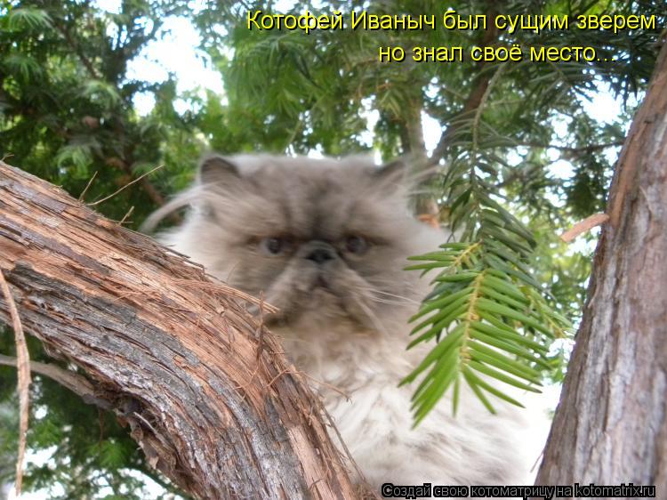 Котофей Иваныч был сущим зверем но знал своё место...... Котоматрица: Котофей Иваныч был сущим зверем но знал своё место...