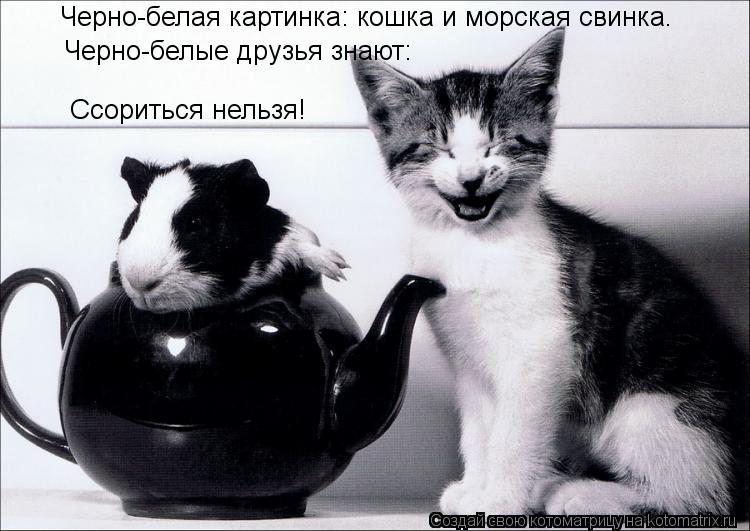 Черно-белая картинка: кошка и морская свинка. Черно-белые друзья знают: Ссориться нельзя!... Котоматрица: Черно-белая картинка: кошка и морская свинка. Черно-белые друзья знают: Ссориться нельзя!