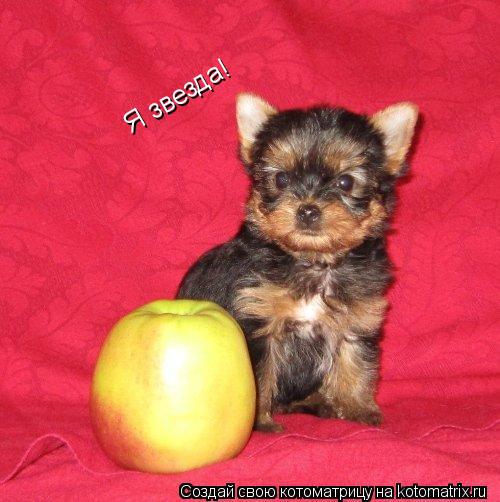 Я звезда!... Котоматрица: Я звезда!