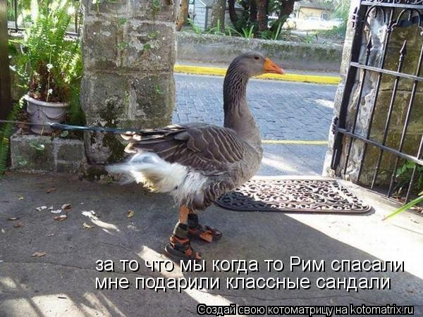 за то что мы когда то Рим спасали мне подарили классные сандали... Котоматрица: за то что мы когда то Рим спасали мне подарили классные сандали