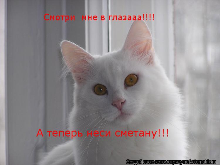 Смотри мне в глазааа!!!! А теперь неси сметану!!!... Котоматрица: Смотри мне в глазааа!!!! А теперь неси сметану!!!