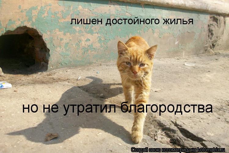 лишен достойного жилья но не утратил благородства... Котоматрица: лишен достойного жилья но не утратил благородства