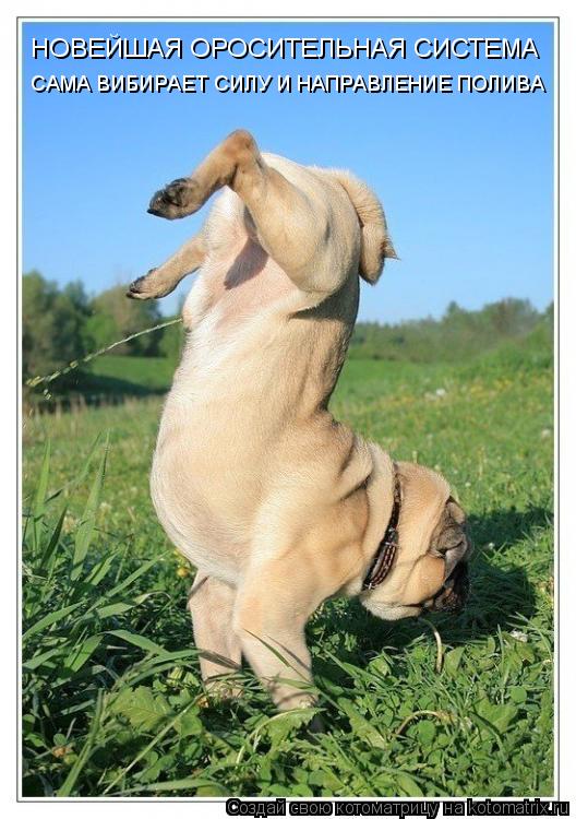САМА ВИБИРАЕТ СИЛУ И НАПРАВЛЕНИЕ ПОЛИВА НОВЕЙШАЯ ОРОСИТЕЛЬНАЯ СИСТЕМА... Котоматрица: САМА ВИБИРАЕТ СИЛУ И НАПРАВЛЕНИЕ ПОЛИВА НОВЕЙШАЯ ОРОСИТЕЛЬНАЯ СИСТЕМА