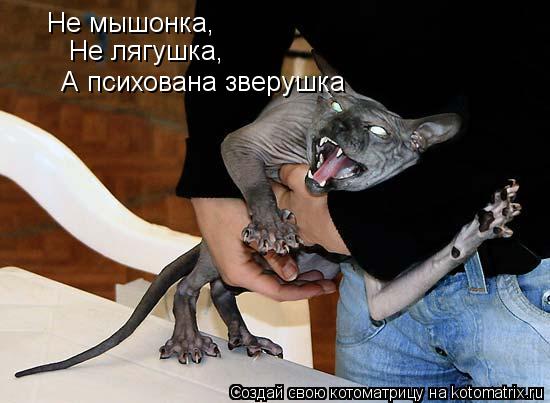 Не мышонка, Не лягушка, А психована зверушка... Котоматрица: Не мышонка, Не лягушка, А психована зверушка