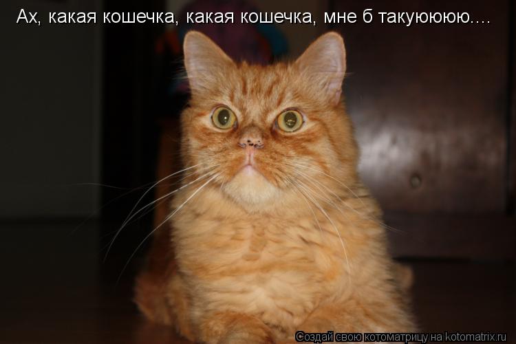 Ах, какая кошечка, какая кошечка, мне б такуюююю....... Котоматрица: Ах, какая кошечка, какая кошечка, мне б такуюююю....