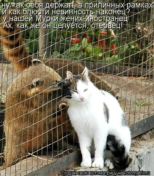 ну как себя держать в приличных рамках? и как блюсти невинность наконец? у нашей Мурки жених-иностран... Котоматрица: ну как себя держать в приличных рамках? и как блюсти невинность наконец? у нашей Мурки жених-иностранец Ах, как же он целуется, стервец!