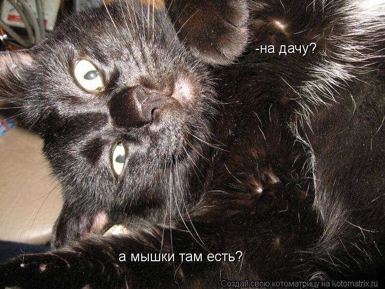 -на дачу? а мышки там есть?... Котоматрица: -на дачу? а мышки там есть?