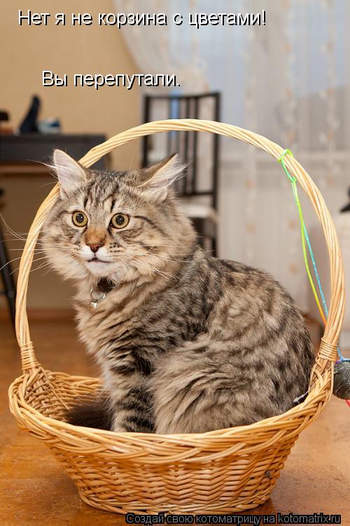 Нет я не корзина с цветами! Вы перепутали.... Котоматрица: Нет я не корзина с цветами! Вы перепутали.