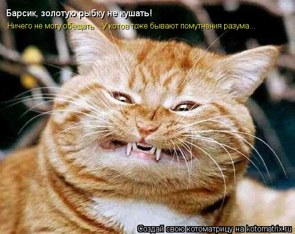 Ничего не могу обещать... У котов тоже бывают помутнения разума... Барсик, золотую рыбку не кушать!... Котоматрица: Ничего не могу обещать... У котов тоже бывают помутнения разума... Барсик, золотую рыбку не кушать!