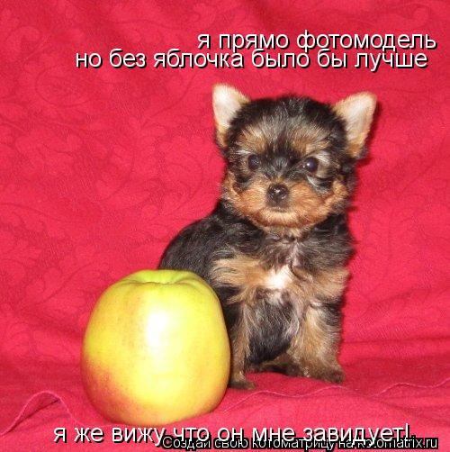 я прямо фотомодель но без яблочка было бы лучше я же вижу что он мне завидует!... Котоматрица: я прямо фотомодель но без яблочка было бы лучше я же вижу что он мне завидует!