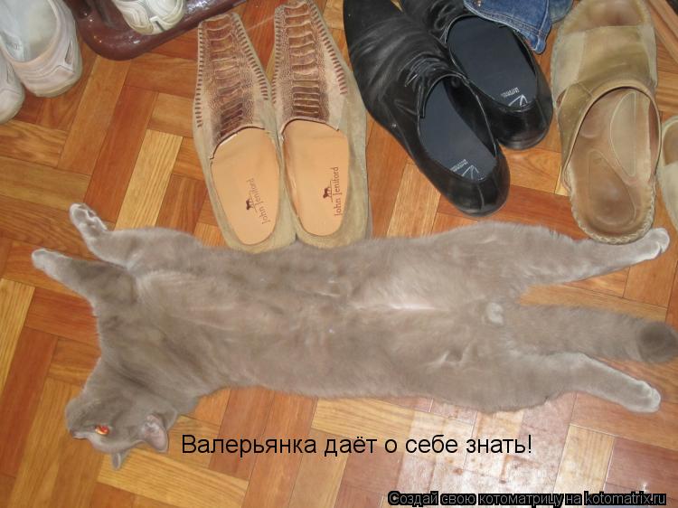 Валерьянка даёт о себе знать!... Котоматрица: Валерьянка даёт о себе знать!