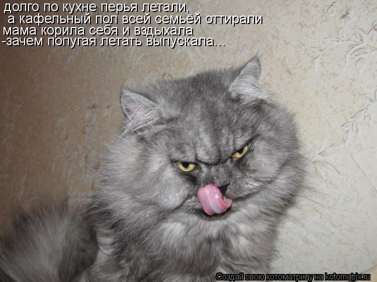 долго по кухне перья летали, а кафельный пол всей семьёй оттирали мама корила себя и вздыхала -зачем... Котоматрица: долго по кухне перья летали, а кафельный пол всей семьёй оттирали мама корила себя и вздыхала -зачем попугая летать выпускала...