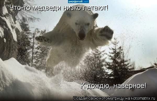 Что-то медведи низко летают! К дождю, наверное!... Котоматрица: Что-то медведи низко летают! К дождю, наверное!