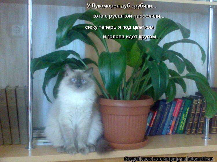 У Лукоморья дуб срубили... и голова идет кругом... кота с русалкой расселили... сижу теперь я под цве... Котоматрица: У Лукоморья дуб срубили... и голова идет кругом... кота с русалкой расселили... сижу теперь я под цветком,