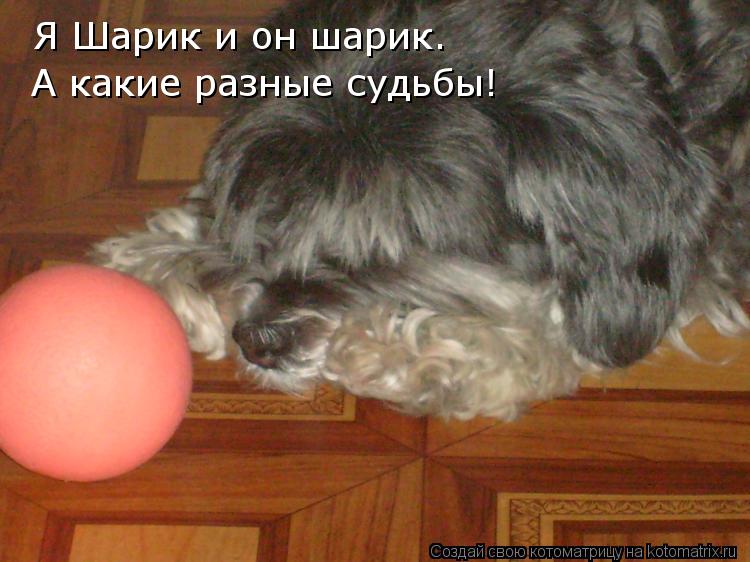 Я Шарик и он шарик. А какие разные судьбы!... Котоматрица: Я Шарик и он шарик. А какие разные судьбы!