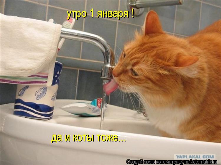утро 1 января ! да и коты тоже...... Котоматрица: утро 1 января ! да и коты тоже...