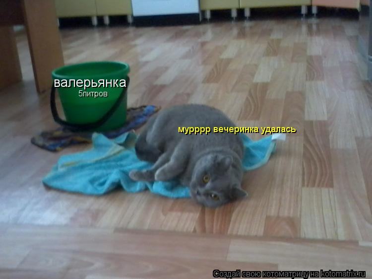 валерьянка мурррр вечеринка удалась 5литров... Котоматрица: валерьянка мурррр вечеринка удалась 5литров