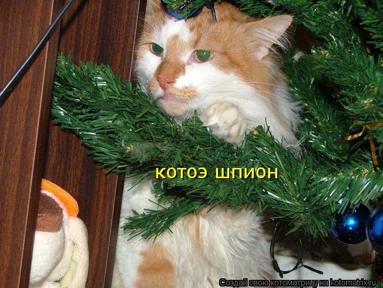 котоэ шпион... Котоматрица: котоэ шпион