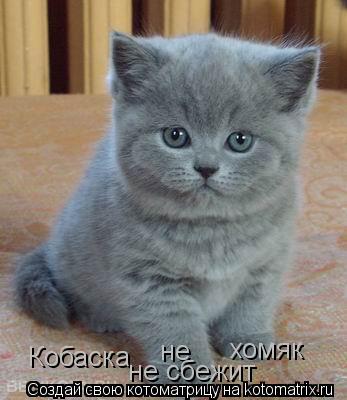 Кобаска не хомяк не сбежит... Котоматрица: Кобаска не хомяк не сбежит