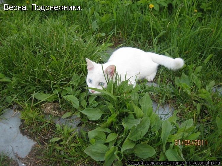 Весна. Подснежники.... Котоматрица: Весна. Подснежники.