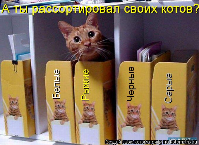 Рыжие Белые Черные Серые А ты рассортировал своих котов?... Котоматрица: Рыжие Белые Черные Серые А ты рассортировал своих котов?
