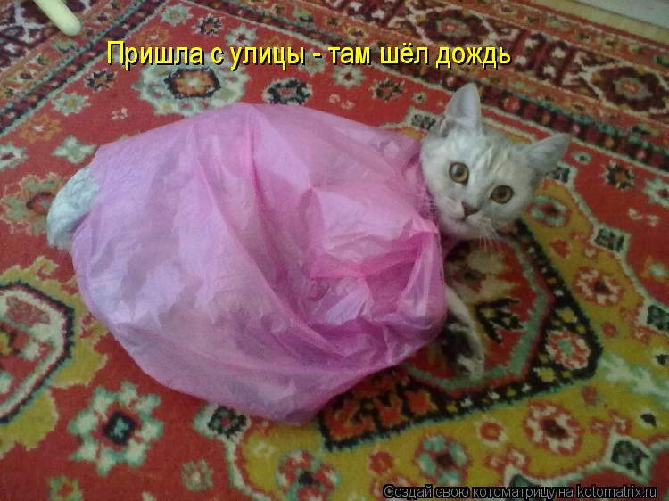 Пришла с улицы - там шёл дождь... Котоматрица: Пришла с улицы - там шёл дождь