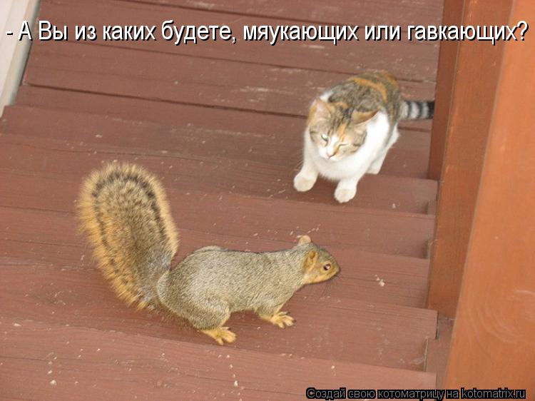 - А Вы из каких будете, мяукающих или гавкающих?... Котоматрица: - А Вы из каких будете, мяукающих или гавкающих?
