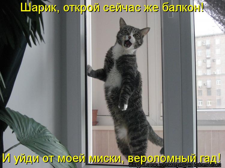 Шарик, открой сейчас же балкон! И уйди от моей миски, вероломный гад!... Котоматрица: Шарик, открой сейчас же балкон! И уйди от моей миски, вероломный гад!
