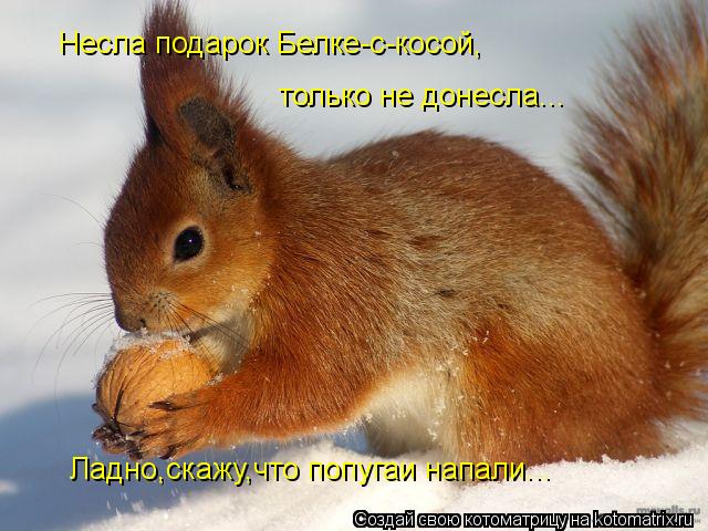 Несла подарок Белке-с-косой, только не донесла... Ладно,скажу,что попугаи напали...... Котоматрица: Несла подарок Белке-с-косой, только не донесла... Ладно,скажу,что попугаи напали...