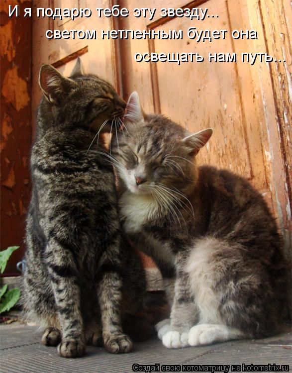 И я подарю тебе эту звезду... светом нетленным будет она освещать нам путь...... Котоматрица: И я подарю тебе эту звезду... светом нетленным будет она освещать нам путь...