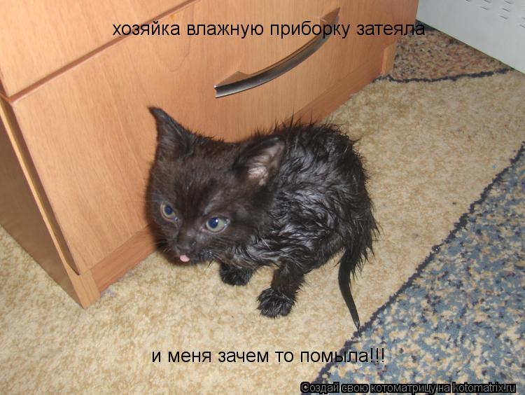 хозяйка влажную приборку затеяла и меня зачем то помыла!!!... Котоматрица: хозяйка влажную приборку затеяла и меня зачем то помыла!!!