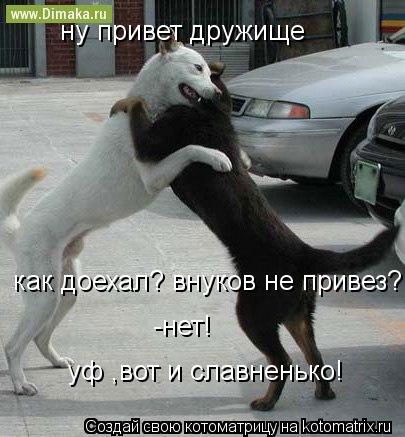 ну привет дружище как доехал? внуков не привез? -нет! уф ,вот и славненько!... Котоматрица: ну привет дружище как доехал? внуков не привез? -нет! уф ,вот и славненько!