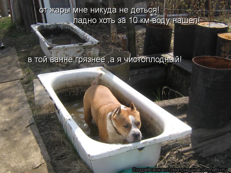 от жары мне никуда не деться! ладно хоть за 10 км воду нашел! в той ванне грязнее ,а я чистоплодный!... Котоматрица: от жары мне никуда не деться! ладно хоть за 10 км воду нашел! в той ванне грязнее ,а я чистоплодный!